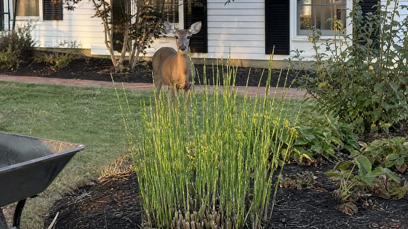 Is Porcupine Grass Deer Resistant? What You Need to Know