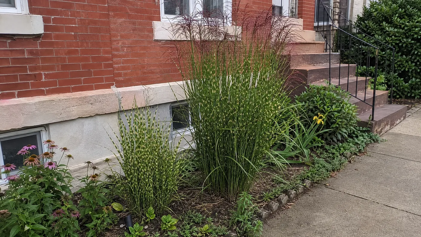 Miscanthus Strictus Dwarf vs Standard Porcupine Grass: What Differs