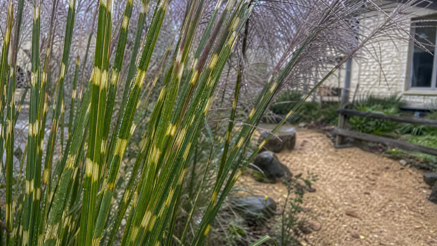 Porcupine Grass Confusion: Miscanthus Strictus or a Different Plant