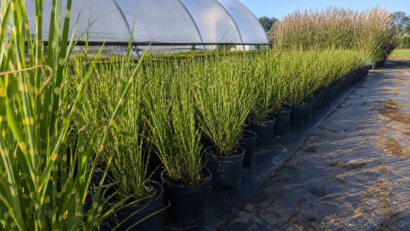 Porcupine Grass vs Giant Miscanthus: Why Size Matters at Purchase