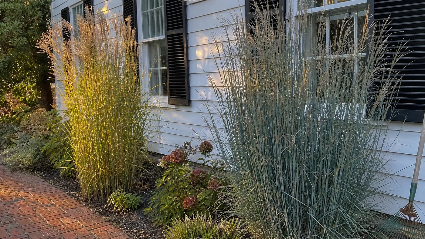Porcupine Grass vs Heavy Metal Switchgrass: Height and Color