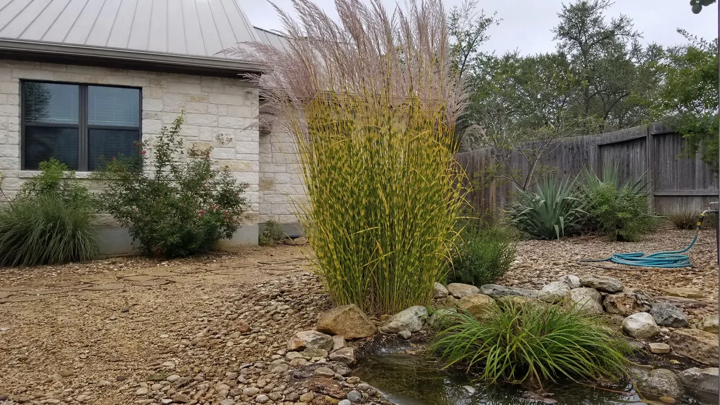 Porcupine Grass vs Porcupine Sedge: Habit and Growing Needs