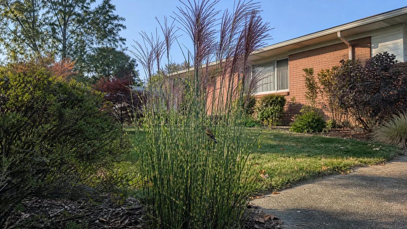 What Does Porcupine Grass Look Like?