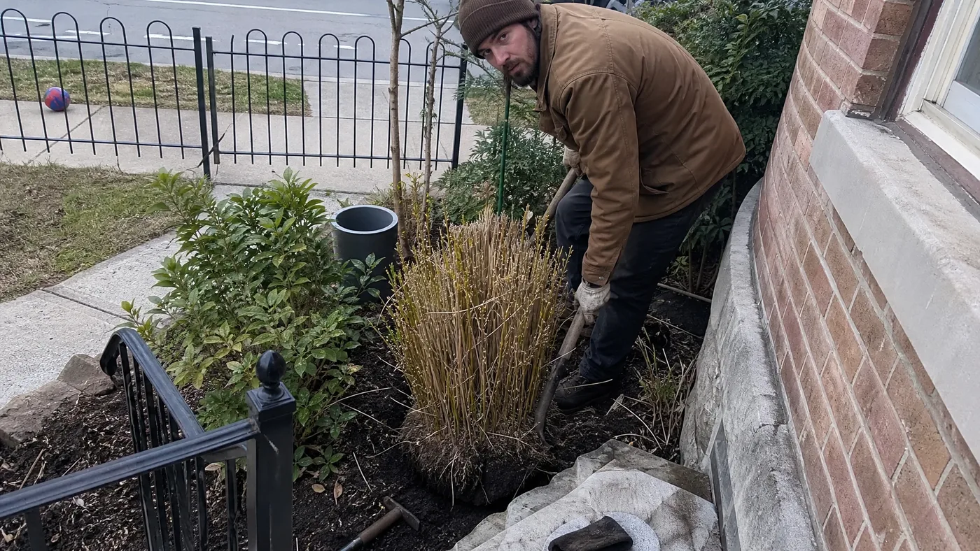 When to Transplant Porcupine Grass: Your Guide