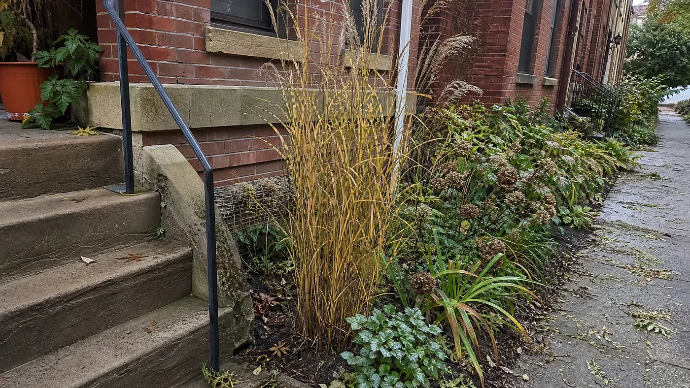 Why Is My Porcupine Grass Turning Brown?